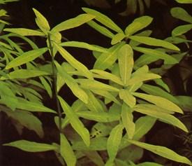 a.v. De Glasbaars Planten Wetenschappelijke naam: Hygrophila polysperma Nederlandse naam: Belgisch groen Max hoogte: 40 cm Distributie: Zuidoost - Azië, India Habitat: Rivieren en langzaam be wegende