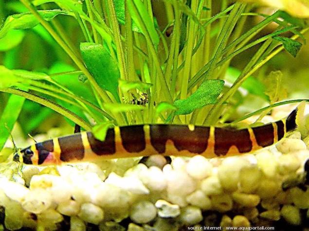 Tussen Lange Jaap en Kuitje Vissen Pangio kuhlii Herkomst: Zuid-Oost Azië Maximale lengte: 12 cm Plaats in het aquarium: Bodem Hoeveelheid licht: schaduw Temperatuur: 22 tot 26C Moeilijkheidsgraad: