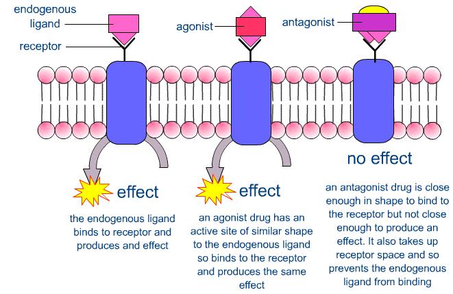 Werking - 1 Antagonist: wanneer een geneesmiddel de effecten van activering van een