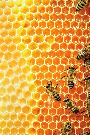 optimale antibacteriële bescherming Revamil Melginate Sterk absorberend honing-geïmpregneerd alginaat