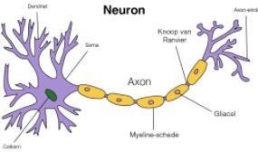 Hoorcollege 1: De bouwstenen van het brein en communicatie Hoofdstuk 1 en 2. De mens is een combinatie van neuraal weefsel, elektriciteit, chemie; een bewegend lichaam in interactie met een wereld.