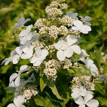 Hydrangea paniculata In