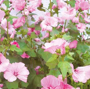 Struikmalva Lavatera In diverse