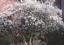 Beverboom - Magnolia stellata Ter herinnering aan iemand die wat later in het leven tot bloei kwam, hield van wit. Iemand die jarig was in april of aan die periode in het jaar goede herinneringen had.