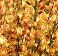 Bezembrem Cytisus Apricot Ter herinnering aan iemand die al snel in zijn of haar leven tot volle wasdom kwam en dat bleef. Kon tegen een stootje als het wat minder ging met haar of hem.