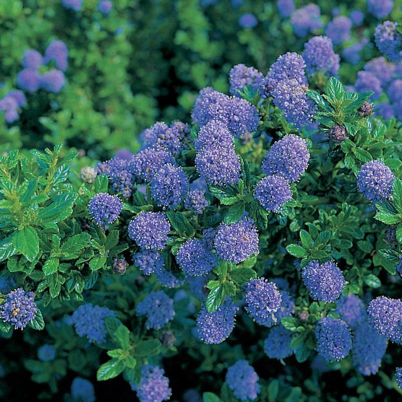 Blauwbloeiende Amerikaanse sering - Ceanothus 'Blue Mound' Ter herinnering aan een echte zomerfan die in die tijd volop genoot en dat aan hem of haar ook te zien was.