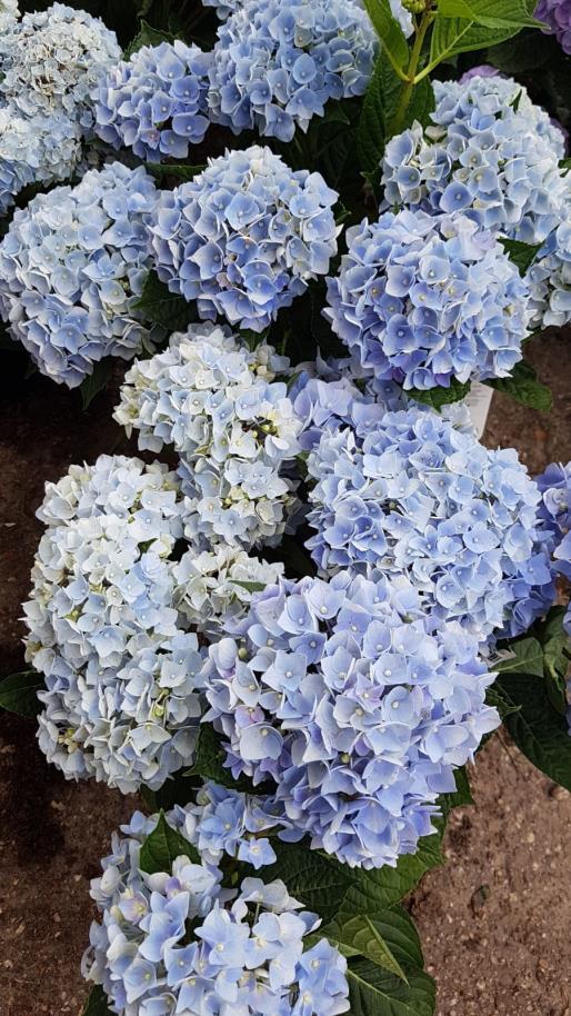 Doorbloeiende Blauwe Hortensia - Hydrangea macrophylla 'Forever & Ever Blue Ter herinnering aan iemand die zelf niet op de voorgrond trad, maar wel door anderen erg werd gewaardeerd om wie hij of zij