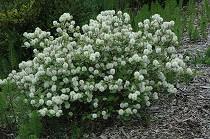 Flessenborstelstruik - Fothergilla-major Ter herinnering aan iemand die vooral in de herfst van zijn of haar leven tot volle bloei kwam en toen werd opgemerkt door een positieve levensinstelling.