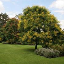Gele Zeepboom - Koelreuteria paniculata Ter herinnering aan iemand die graag in de eigen tuin was.