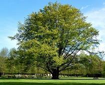 Groene Beuk - Fagus sylvatica De beuk is de koningin van het bos, een vrouwelijke verschijning, fijn en gracieus.