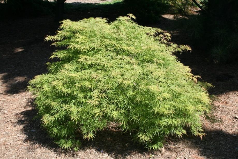 Groene dwerg esdoorn Acer palmatum dissectum Ter herinnering aan iemand die van de zomer hield, opviel in de massa door uiterlijk en innerlijk.