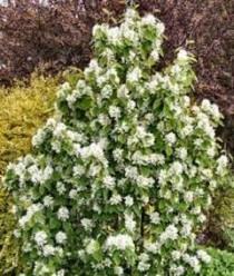 Krentenboompje Amelanchier alnifolia Obelisk Ter herinnering aan iemand die wat tegenwind kende en desalniettemin zeer vrijgevig was, ook al is de term krent daar in tegenspraak mee.