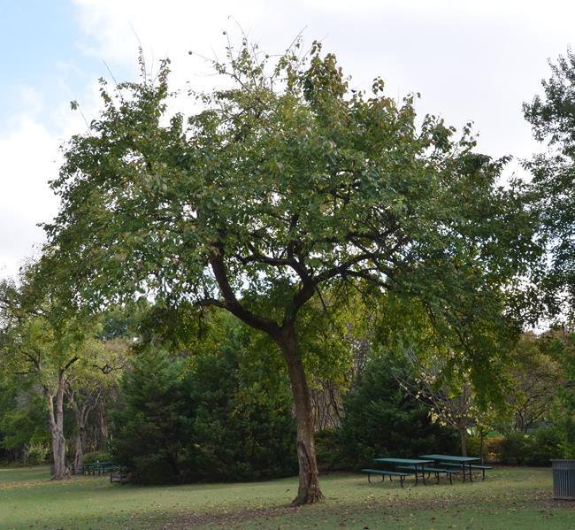 Osagedoorn - Maclura-pomifera Ter herinnering aan iemand die door het leven getekend is, maar daar niet echt onder heeft geleden. De osagedoorn is een plant uit de moerbeifamilie.