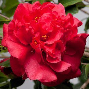 Rode Camellia - Camellia japonica Dubbel Rood Ter herinnering aan iemand die al in het vroege voorjaar opbloeide, hield van felle kleuren.