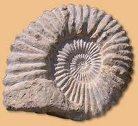 (zie projecten) Fossielen Groep: 6,7,8 Leskist Periode: hele jaar Klaslokaal Nu, toen, ooit en evolutie. Voor leerlingen vaak ongrijpbare begrippen in de tijd.