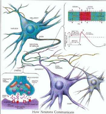 Neurale