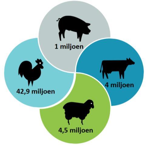 Figuur 4: biologische veestapel in de EU-28, aantal stuks, 2016 Bron: Departement Landbouw en Visserij op basis van Eurostat Hierbij moet wel de kanttekening gemaakt worden dat het aandeel van