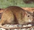 14 Ratten 2.5.2 De bruine rat Latijnse naam: Rattus norvegicus De bruine rat (bron: INBO) De bruine rat is ook een knaagdier.