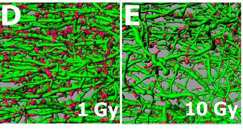 Cranial irradiation compromises neuronal architecture Study on mice, 0Gy, 1Gy and 10Gy, effect