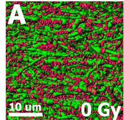 Representative images 3D reconstructed dendritic segments (green) containing spines (red). V.K.