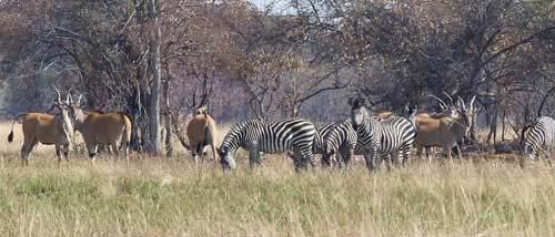 De meerdaagse kanosafari kan worden gecombineerd met boeiende game drives en wandelsafari s.