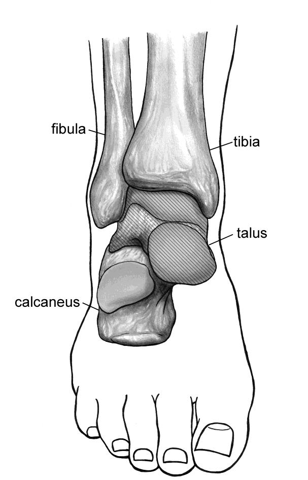 6. De enkel 6.1. Wat is een enkelgewricht? Het enkelgewricht is de verbinding tussen het onderbeen en de voet.