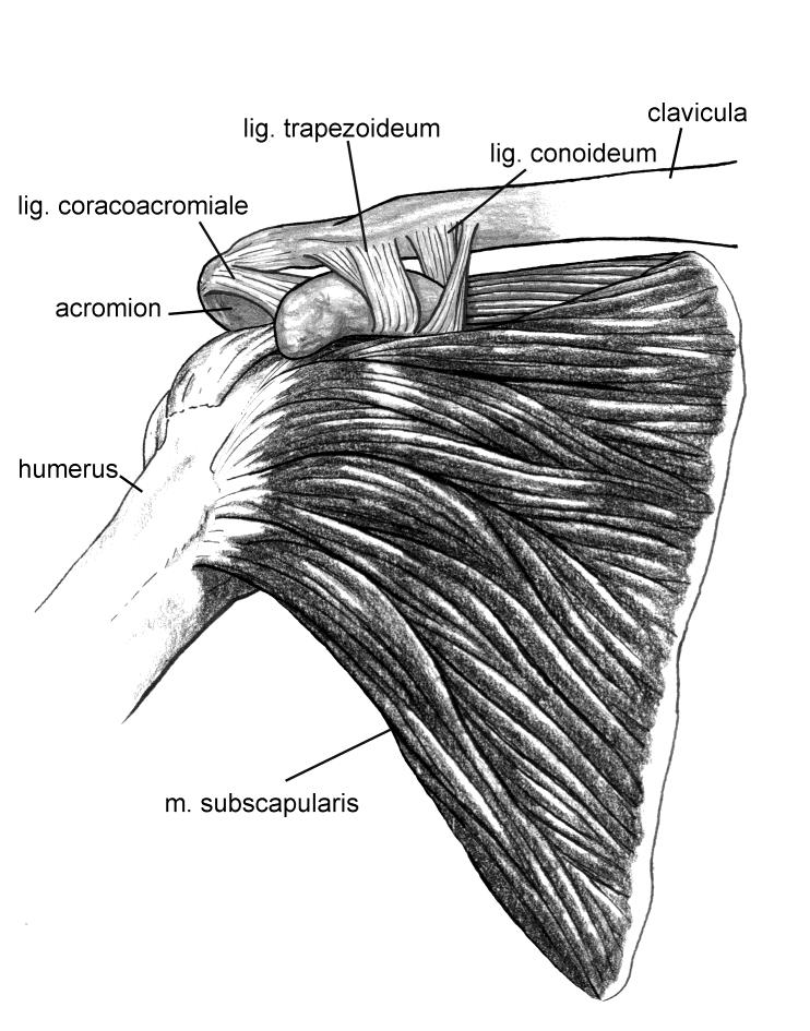 7. De schouder 7.1. Anatomie van de schouder De schouder is een complex gewricht dat, van alle gewrichten in het menselijke lichaam, de grootste beweeglijkheid kent.