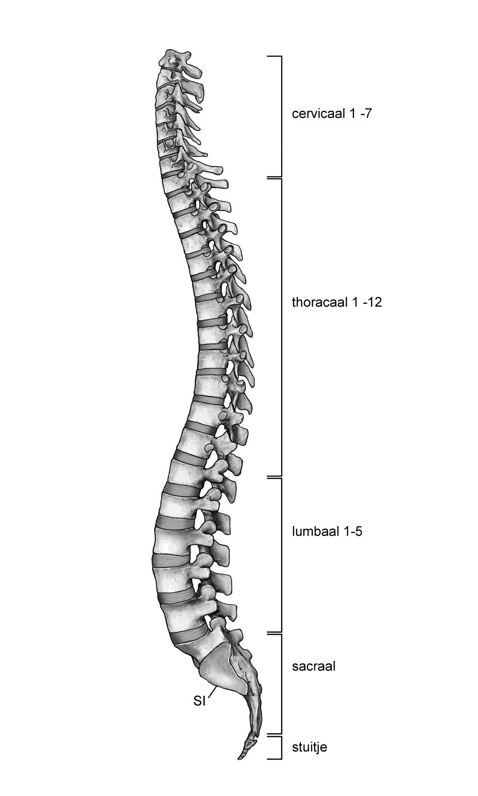 8. De rug De rug is opgebouwd uit een 7-tal nekwervels, 12 borstwervels, 5 lendewervels, 5 heiligbeenwervels en een staart.
