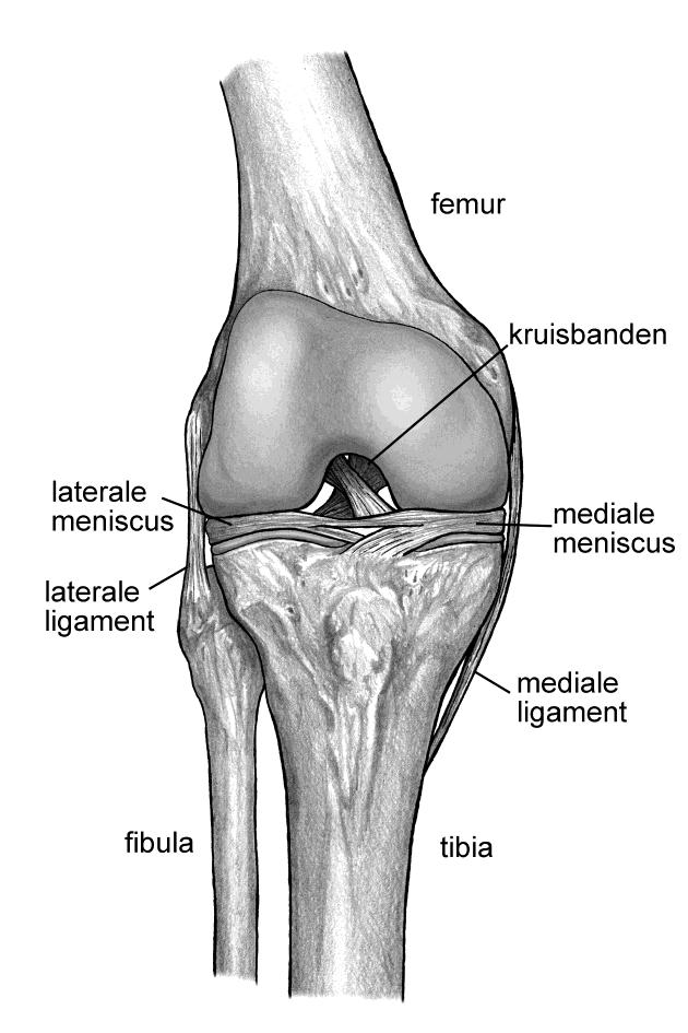 9. De knie Het kniegewricht vormt de schakel tussen het bovenbeen en het onderbeen.