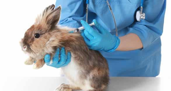 Eerste keer op +/- 10 weken en daarna jaarlijks herhalen. Ook konijnen die enkel binnen verblijven, kunnen besmet raken!