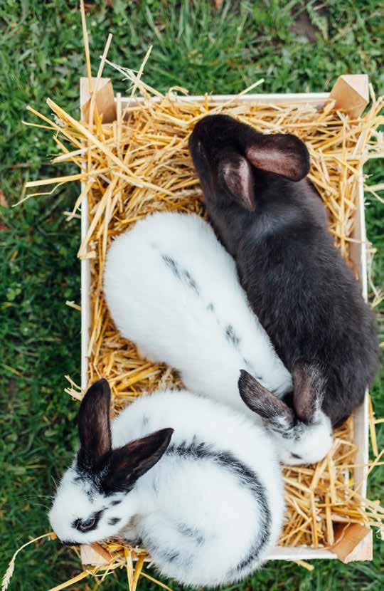 Eentje is geentje of wat met kleintjes? Kies je voor één konijn? Kies dan een ram en laat deze castreren op 14 weken. Nadien kan je er een voedster bij plaatsen. Kies je voor twee konijnen?