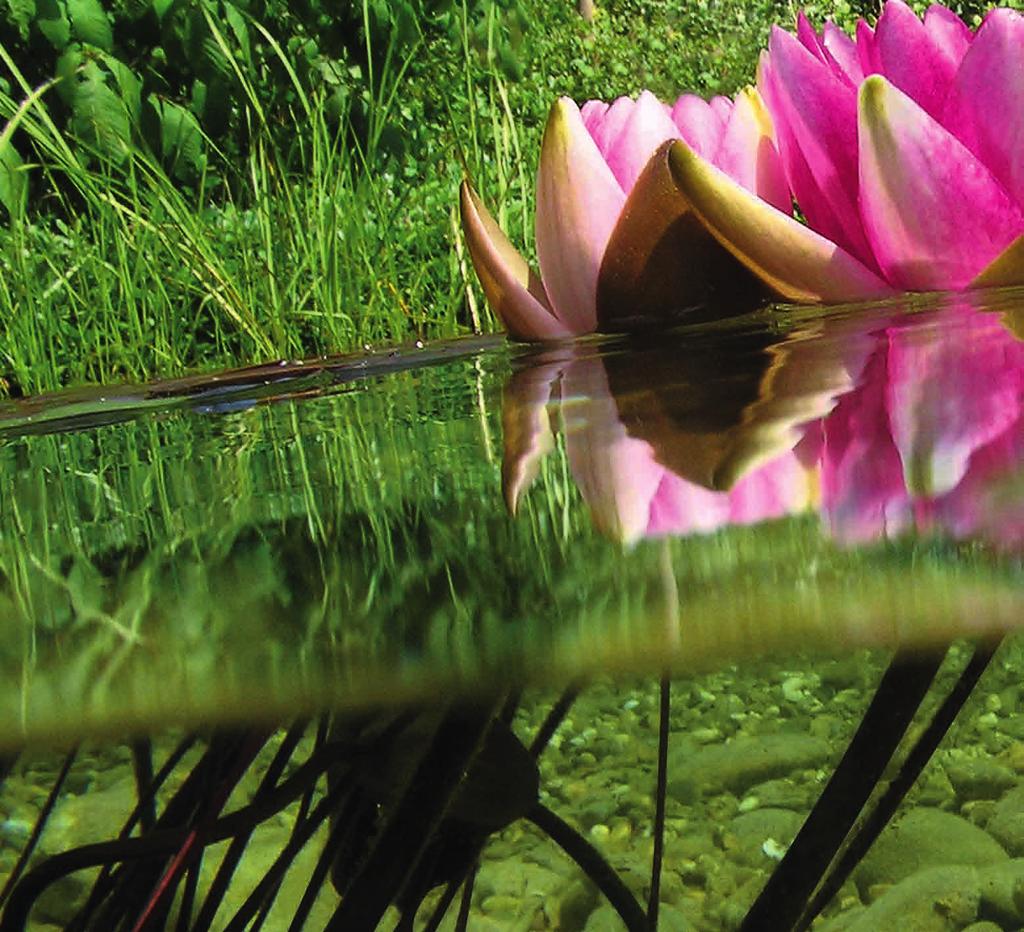 Clear Water System Met één druk op de knop een heldere vijver Om het doel van een heldere tuinvijver te kunnen bereiken, moet een filtersysteem het hele jaar door op de biologische activiteit van de