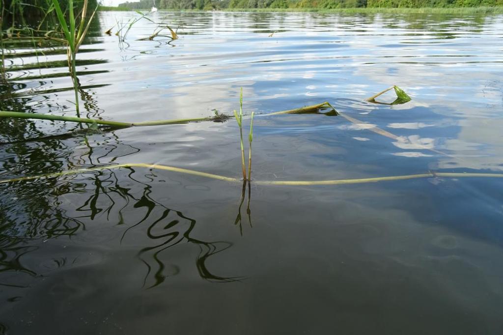 Als alle voorgestelde maatregelen uitgevoerd worden, gaat het om ongeveer 3000m raster in het Zwarte Meer, 1000m in het Ketelmeer, 600m in het Vossemeer, 1000m in het Drontermeer en 500m in het