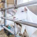 De bedrijfsleider neemt je graag mee op tocht doorheen het bedrijf, dat vandaag 500 melkgeiten telt. Gaandeweg ontdek je het leven zoals het is op de geitenboerderij!