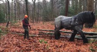 het water. In het bos tegenover Cranevelt is na overleg met de Schouwgroep flink gedund. Wijkbewoners dachten er niet allemaal hetzelfde over.