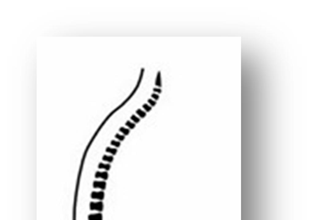 Bron: Anonymous modified by RdR Fig. 3a De ongunstige C-vormige rug Fig. 3b De natuurlijke S-vormige rug In fig. 3a is de veelvoorkomende ongunstige zithouding, de C-vormige rug, afgebeeld.