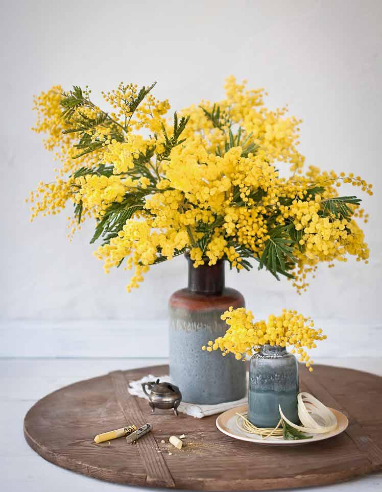 Vroegbloeier In de vroege lente is mimosa op z n mooist. De bolletjes ruiken heerlijk bloemig met in de verte een vleugje honing.