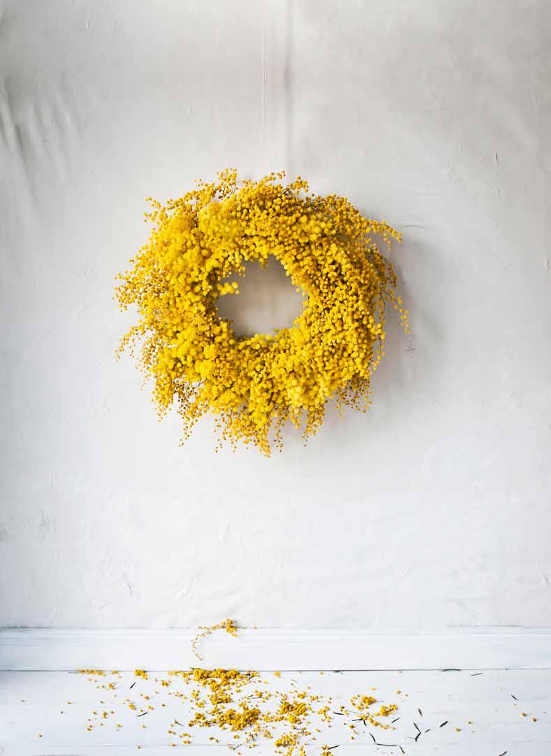 De plant kreeg onder andere een plekje in tuinen van Engelsen die hun winters aan de Côte d Azur doorbrachten. De Fransen noemen mimosa ook wel gele winterzonnetjes.