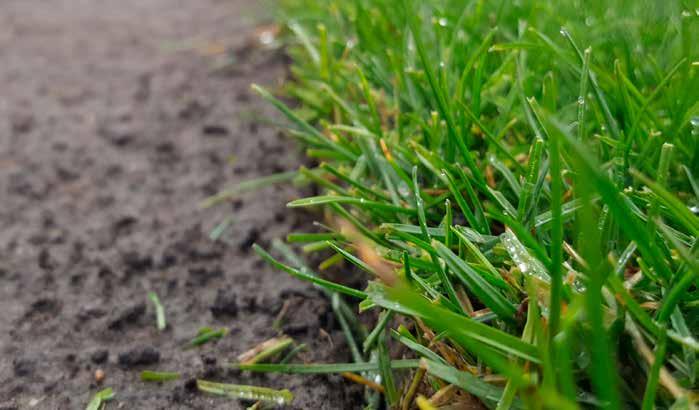 Graszoden Graszoden zijn een van de meest specifieke assortimenten op het gebied van gras. Juist daarom is het van belang dat u kiest voor het juiste grasmengsel.