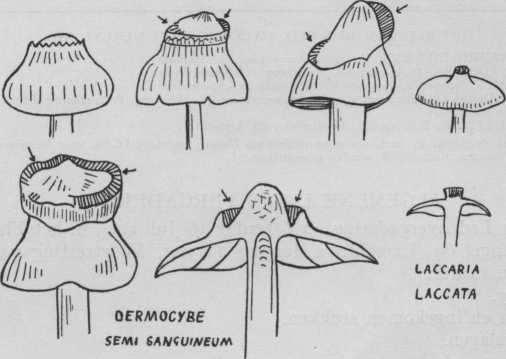 door bijgaande tekeningen. Boven op de hoed bevond zich een kraag waarbinnen concentrisch korte lamellen, waarop normale sporen werden gevormd.