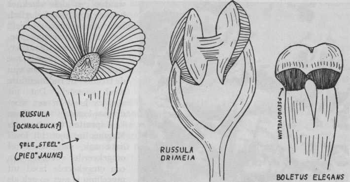zoek dat Magnus reeds in 1906 deed: er ontstaat eerst een randje op de hoed waarin palissadenstandige hyphen. Deze groeien tot hymenium dat zich tot lamellen vormt, waarna de hoed openbarst.