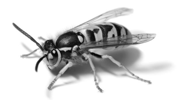 Wat is een insectenallergie? Bij iedereen ontstaat pijn en roodheid na een insectensteek.
