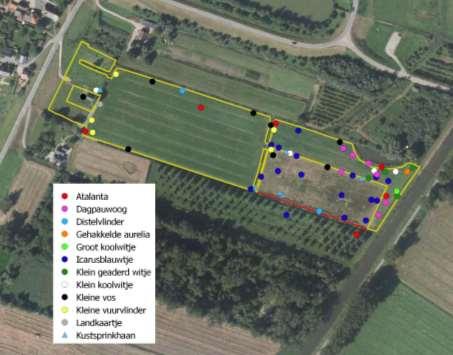 Afbeelding 8b: Dagvlinders en