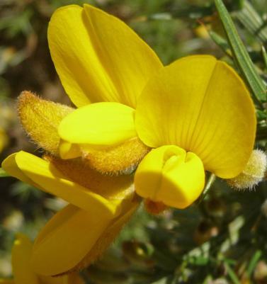 BLOEMEN IN DE ZOMER NODIG: waarneemvel 5 ONDER Wie laat zich lokken door de BREM? Insecten-zoekkaart een bloeiende bremstruik op de heide DOE Bekijk de bloemen van de BREM.