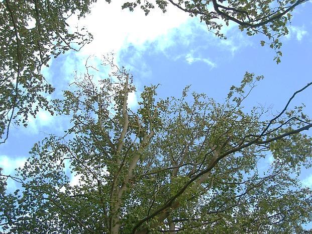 Het toekomstperspectief van de bomen is zeer divers, maar geeft als algemeen beeld een verminderde tot sterk verminderde conditie weer.