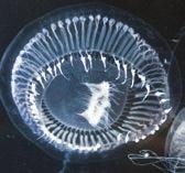 Ook de Japanse kruiskwal Gonionemus vertens (Hydrozoa), die voorkomt in de Spuikom van Oostende, kan venijnig steken.