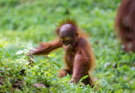 Lang verwachtte geboortes en aankomsten Voortplanting is in het dierenrijk een ontegensprekelijk bewijs van het algemeen welzijn van dieren.