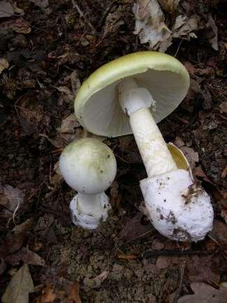 Gezond en voedzaam Fungi: Schimmel