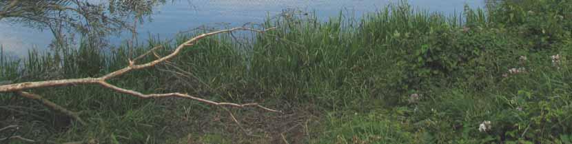 oeverstroken van Rijkswaterstaat en Service de la Meuse (strekdam) 62 ha Vrij toegankelijk Na natuurontwikkeling Aantal bijzondere soorten (* = alle