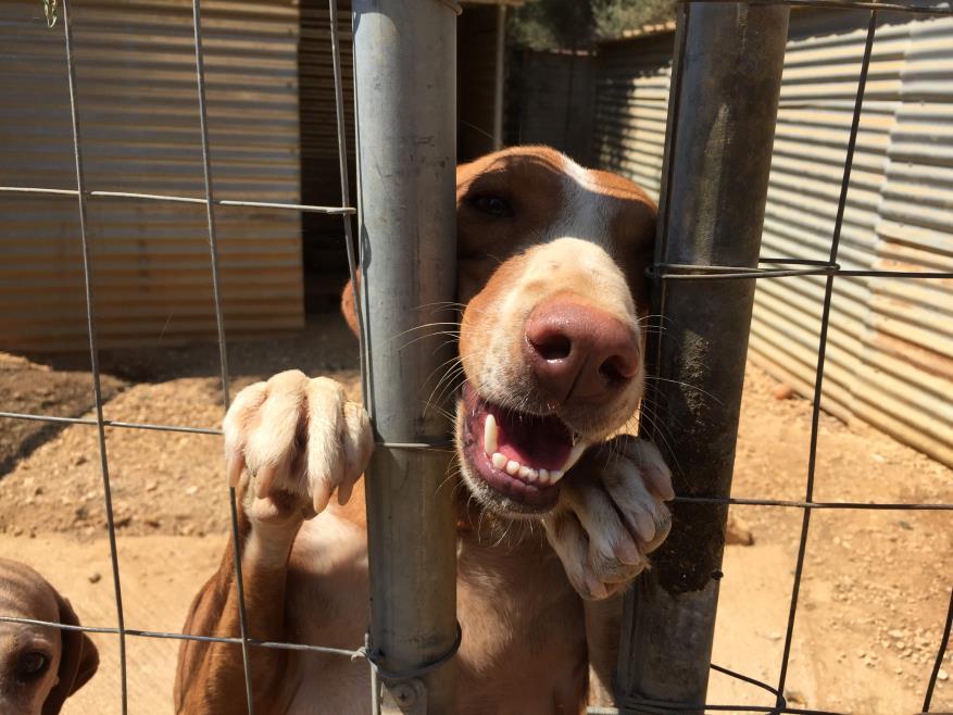 Isabelle en Carien zijn van 19 t/m 22 augustus op werkbezoek geweest bij stichting DORIS - ARK Animal Rescue Kefalonia op het Griekse eiland Kefalonia.